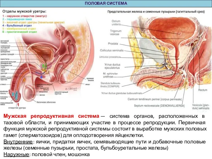 ПОЛОВАЯ СИСТЕМА Мужская репродуктивная система — система органов, расположенных в тазовой области,