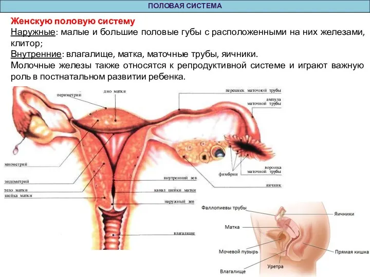 ПОЛОВАЯ СИСТЕМА Женскую половую систему Наружные: малые и большие половые губы с