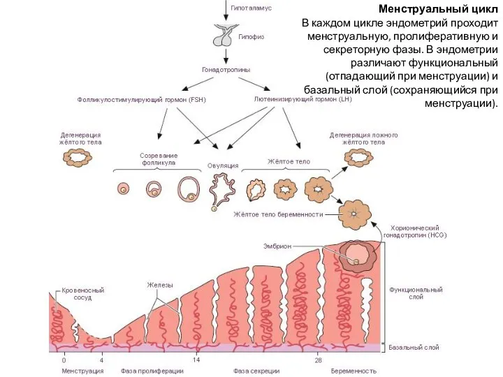 Менструальный цикл В каждом цикле эндометрий проходит менструальную, пролиферативную и секреторную фазы.