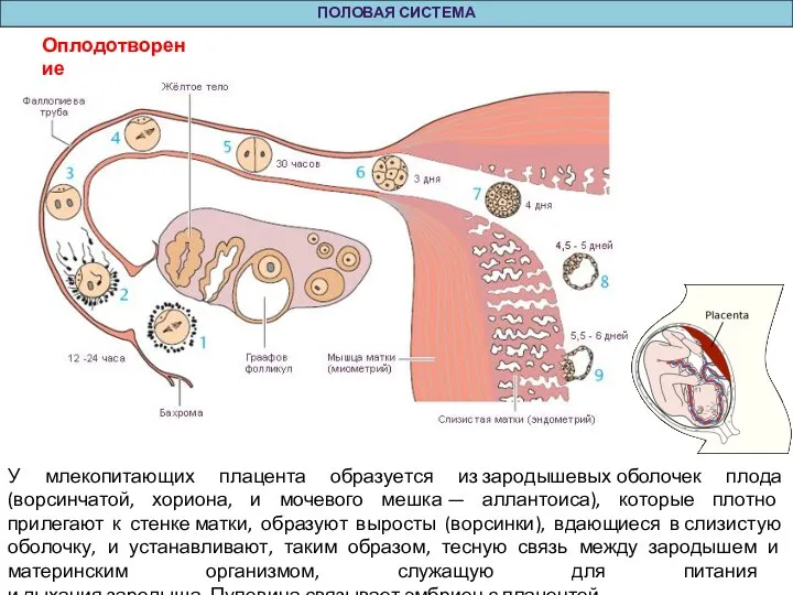 Оплодотворение ПОЛОВАЯ СИСТЕМА У млекопитающих плацента образуется из зародышевых оболочек плода (ворсинчатой,