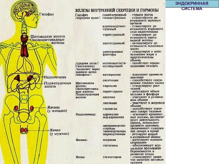 ЭНДОКРИННАЯ СИСТЕМА