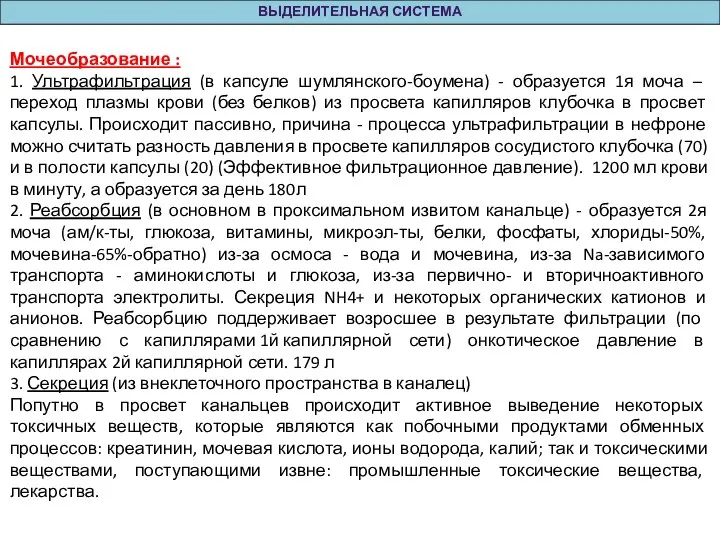 ВЫДЕЛИТЕЛЬНАЯ СИСТЕМА Мочеобразование : 1. Ультрафильтрация (в капсуле шумлянского-боумена) - образуется 1я