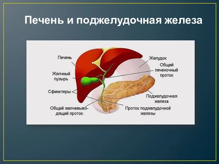 Печень и поджелудочная железа