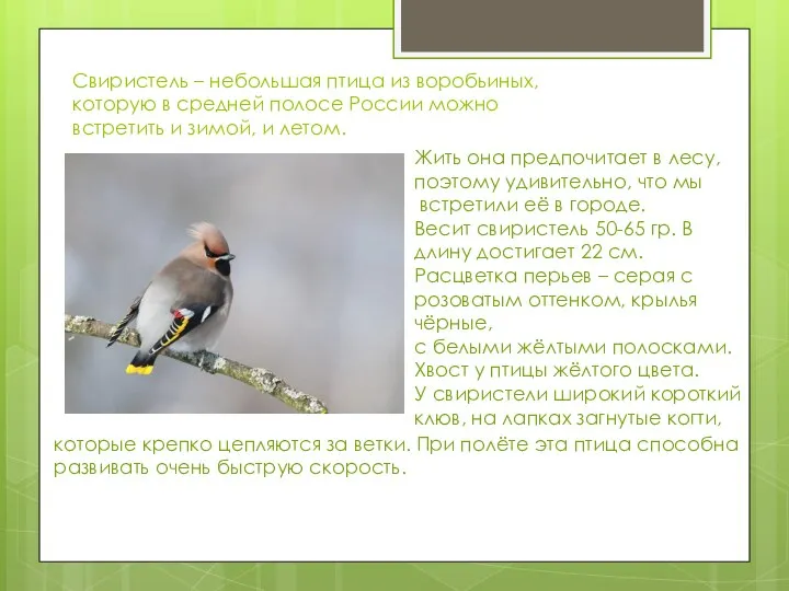 Свиристель – небольшая птица из воробьиных, которую в средней полосе России можно
