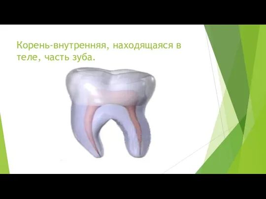 Корень-внутренняя, находящаяся в теле, часть зуба.