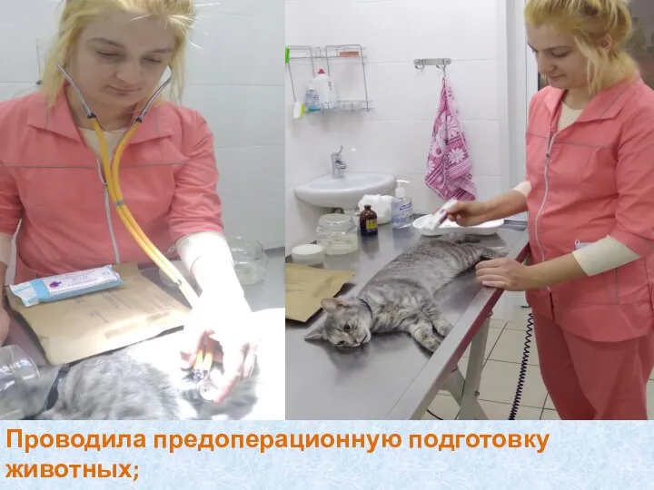 Проводила предоперационную подготовку животных; Следила за дыханием кошки до прихода хирурга