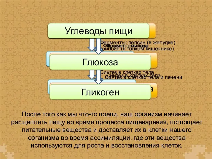 После того как мы что-то поели, наш организм начинает расщеплять пищу во