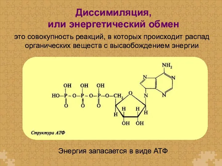 это совокупность реакций, в которых происходит распад органических веществ с высвобождением энергии