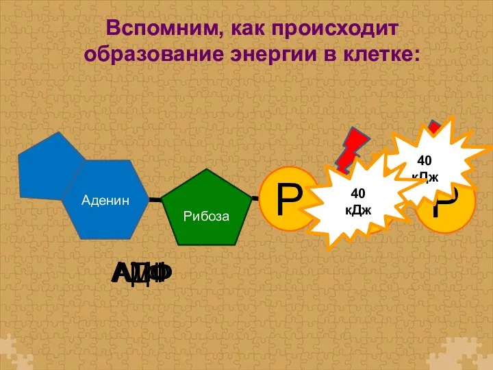 Р Р АТФ 40 кДж 40 кДж АДФ АМФ Вспомним, как происходит образование энергии в клетке: