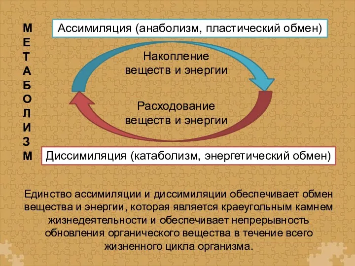 Единство ассимиляции и диссимиляции обеспечивает обмен вещества и энергии, которая является краеугольным