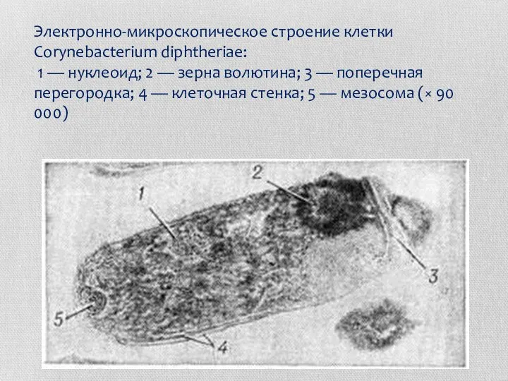 Электронно-микроскопическое строение клетки Corynebacterium diphtheriae: 1 — нуклеоид; 2 — зерна волютина;