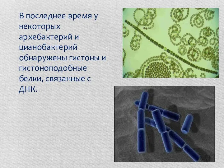 В последнее время у некоторых архебактерий и цианобактерий обнаружены гистоны и гистоноподобные белки, связанные с ДНК.