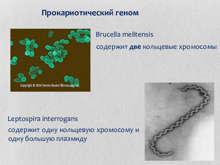 Прокариотический геном Brucella melitensis содержит две кольцевые хромосомы Leptospira interrogans содержит одну