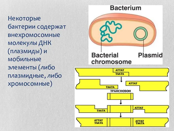 Некоторые бактерии содержат внехромосомные молекулы ДНК (плазмиды) и мобильные элементы (либо плазмидные, либо хромосомные)