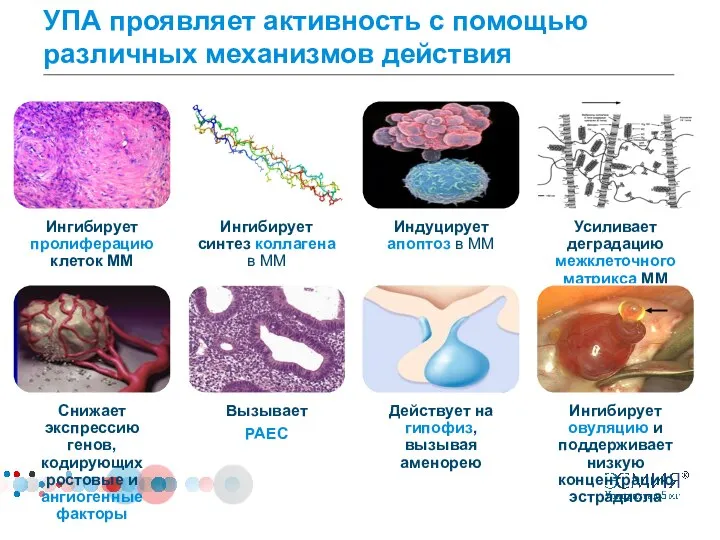 УПА проявляет активность с помощью различных механизмов действия