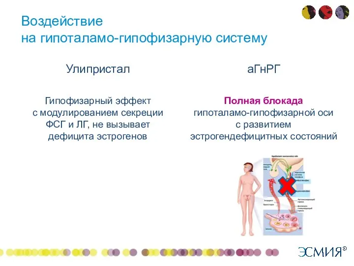 Воздействие на гипоталамо-гипофизарную систему Улипристал Гипофизарный эффект с модулированием секреции ФСГ и