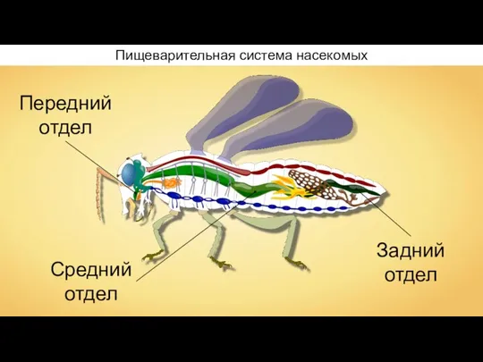 Пищеварительная система насекомых Средний отдел Передний отдел Задний отдел