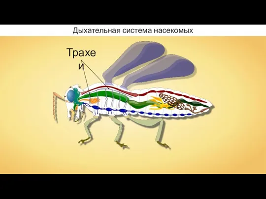 Дыхательная система насекомых Трахеи
