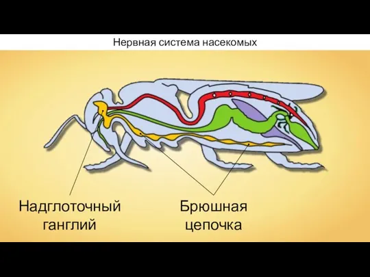 Нервная система насекомых Надглоточный ганглий Брюшная цепочка