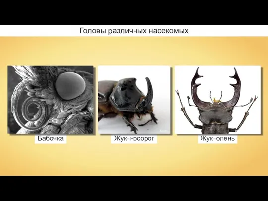 Бабочка Жук-носорог Жук-олень Головы различных насекомых Bojars Didier Descouens