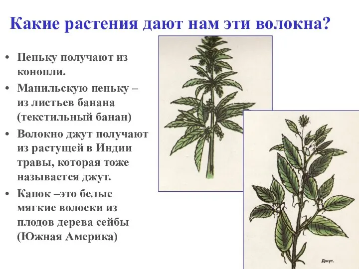 Какие растения дают нам эти волокна? Пеньку получают из конопли. Манильскую пеньку