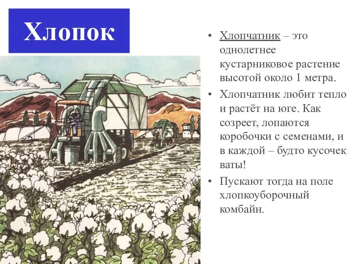 Хлопок Хлопчатник – это однолетнее кустарниковое растение высотой около 1 метра. Хлопчатник