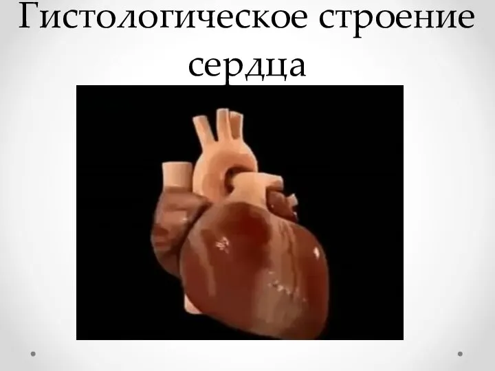 Гистологическое строение сердца