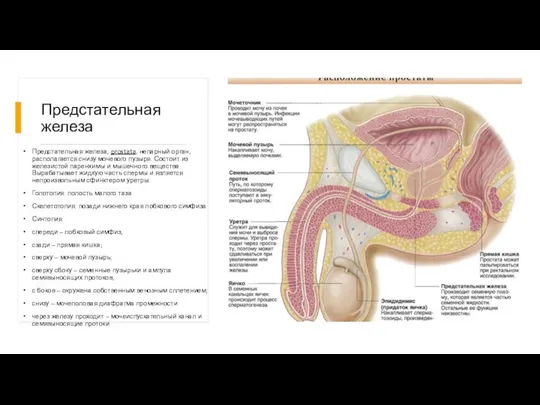 Предстательная железа Предстательная железа, prostata, непарный орган, располагается снизу мочевого пузыря. Состоит