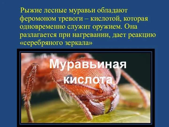 Рыжие лесные муравьи обладают феромоном тревоги – кислотой, которая одновременно служит оружием.