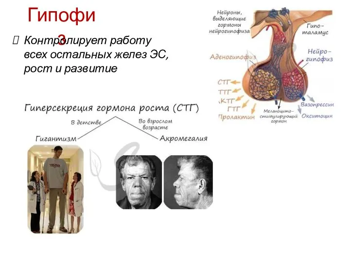 Гипофиз Контролирует работу всех остальных желез ЭС, рост и развитие