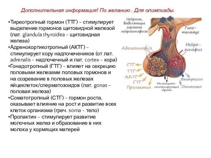 Тиреотропный гормон (ТТГ) - стимулирует выделение гормонов щитовидной железой (лат. glandula thyroidea