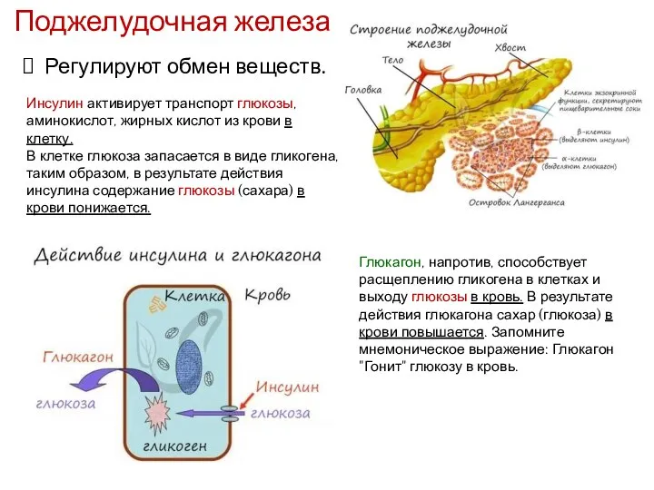 Поджелудочная железа Регулируют обмен веществ. Инсулин активирует транспорт глюкозы, аминокислот, жирных кислот