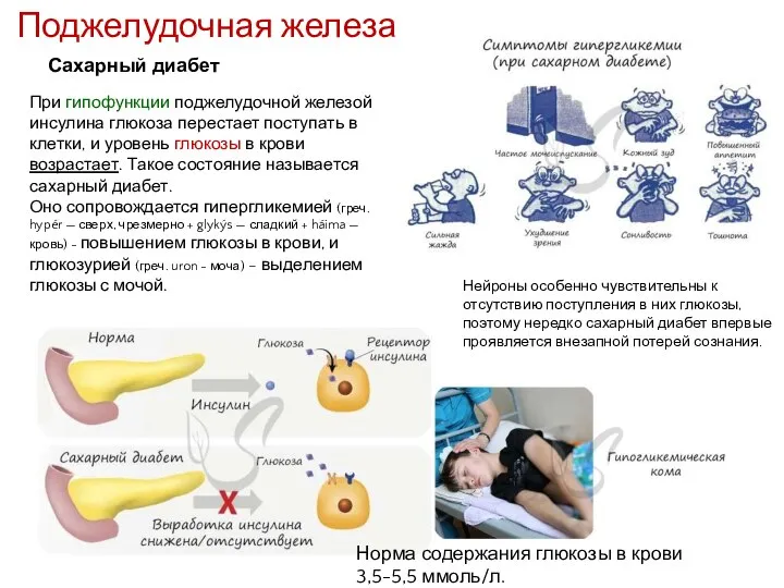 Поджелудочная железа Сахарный диабет При гипофункции поджелудочной железой инсулина глюкоза перестает поступать