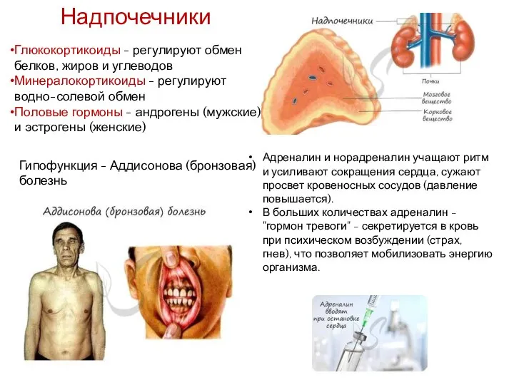 Надпочечники Глюкокортикоиды - регулируют обмен белков, жиров и углеводов Минералокортикоиды - регулируют