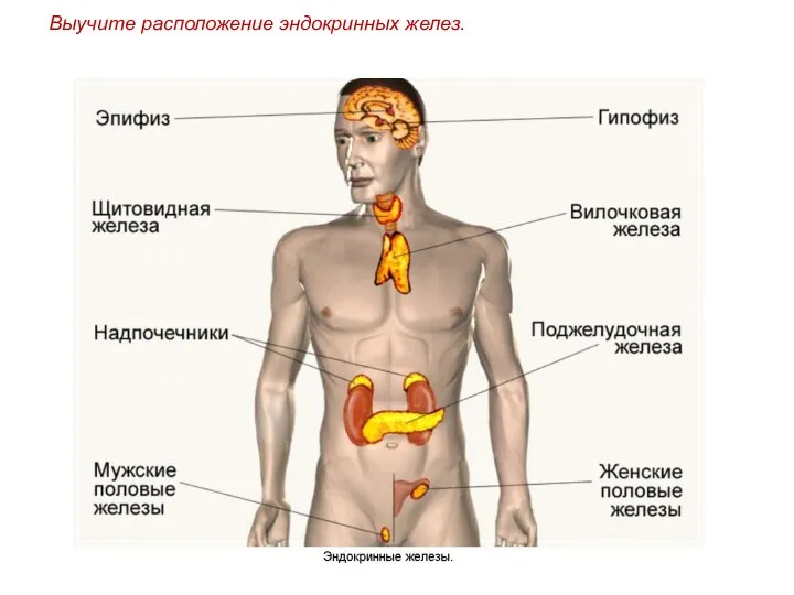 Выучите расположение эндокринных желез.