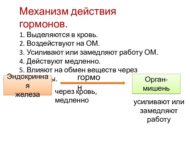 Механизм действия гормонов. 1. Выделяются в кровь. 2. Воздействуют на ОМ. 3.