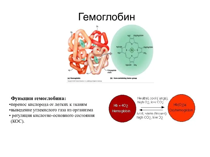 Гемоглобин Функции гемоглобина: перенос кислорода от легких к тканям выведение углекислого газа