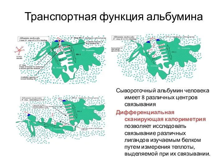 Транспортная функция альбумина Сывороточный альбумин человека имеет 8 различных центров связывания Дифференциальная