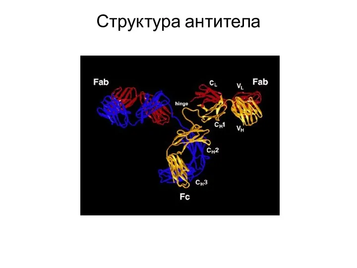 Структура антитела