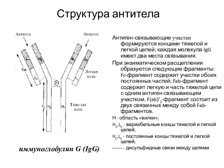 Структура антитела Антиген-связывающие участки формируются концами тяжелой и легкой цепей; каждая молекула