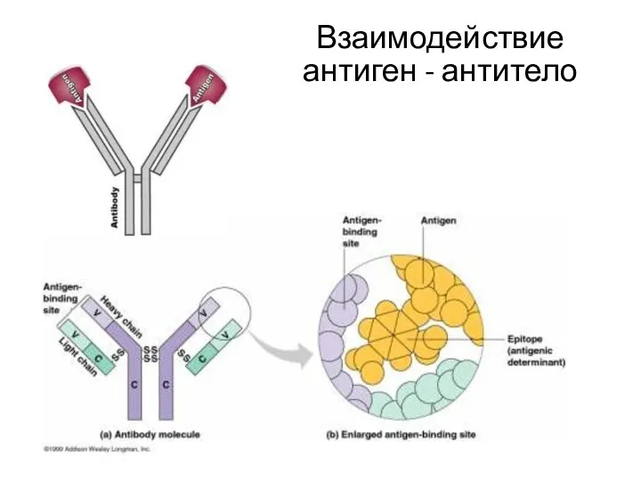 Взаимодействие антиген - антитело