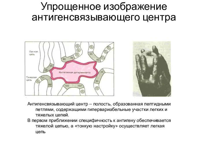 Упрощенное изображение антигенсвязывающего центра Антигенсвязывающий центр – полость, образованная пептидными петлями, содержащими