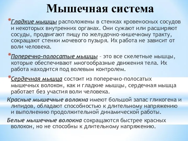 Мышечная система Гладкие мышцы расположены в стенках кровеносных сосудов и некоторых внутренних