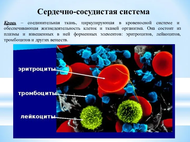 Сердечно-сосудистая система Кровь – соединительная ткань, циркулирующая в кровеносной системе и обеспечивающая