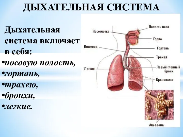 ДЫХАТЕЛЬНАЯ СИСТЕМА Дыхательная система включает в себя: носовую полость, гортань, трахею, бронхи, легкие.