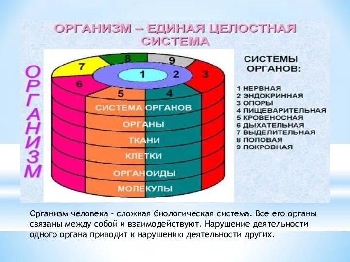 Организм человека – сложная биологическая система. Все его органы связаны между собой