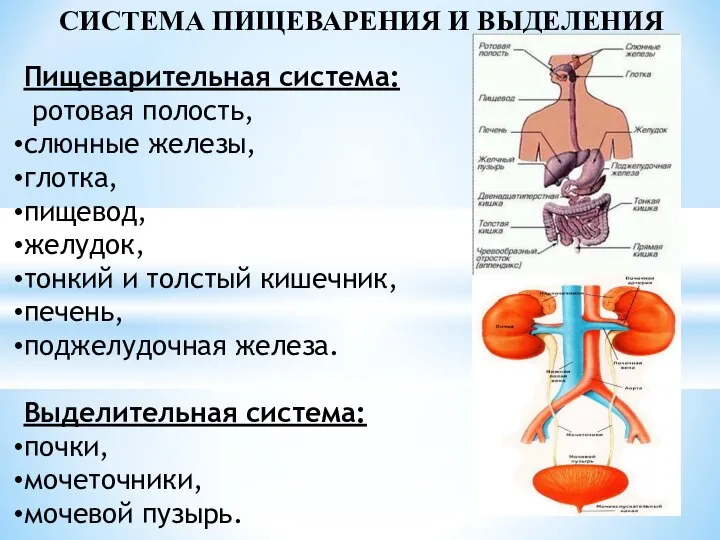 СИСТЕМА ПИЩЕВАРЕНИЯ И ВЫДЕЛЕНИЯ Пищеварительная система: ротовая полость, слюнные железы, глотка, пищевод,