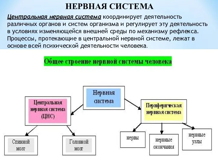 НЕРВНАЯ СИСТЕМА Центральная нервная система координирует деятельность различных органов и систем организма