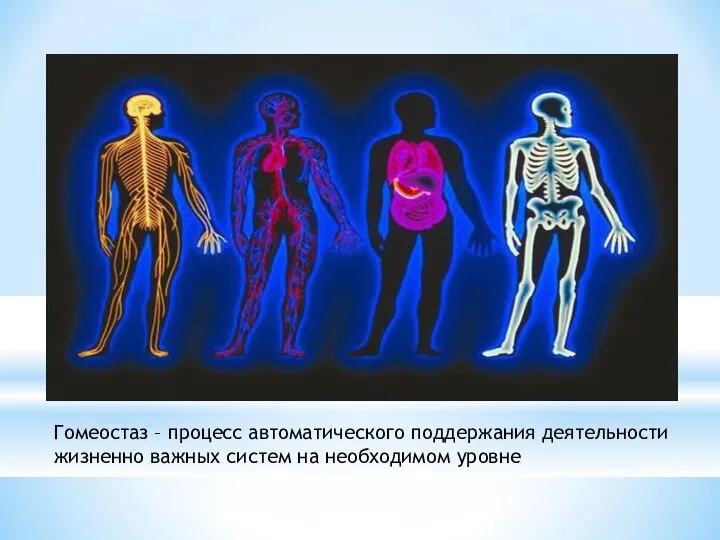 Гомеостаз – процесс автоматического поддержания деятельности жизненно важных систем на необходимом уровне