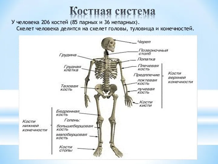 У человека 206 костей (85 парных и 36 непарных). Скелет человека делится